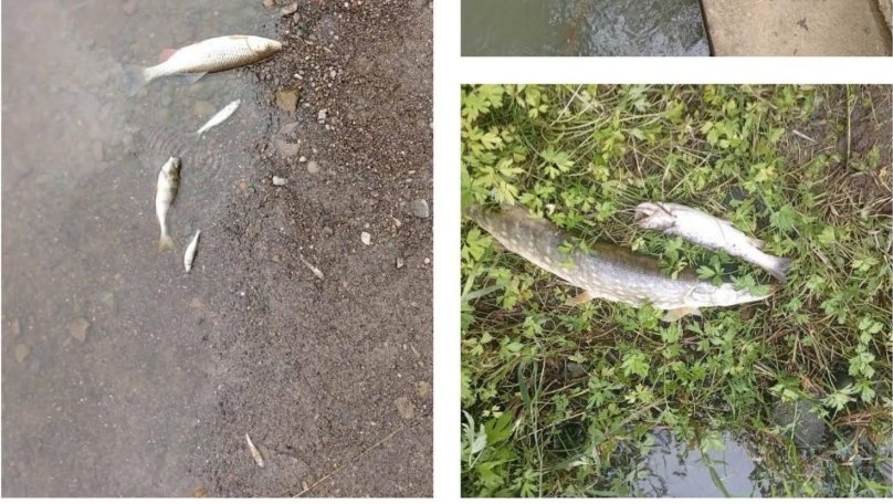 Після масового мору риби на Львівщині виявили забруднення річки: збитки перевищили 1,4 млн грн