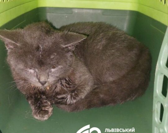 У Львові запровадять карантин через кота, у якого виявили сказ