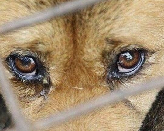 Працівника «Львівелектротрансу» судили за побиття сусідського собаки палицею