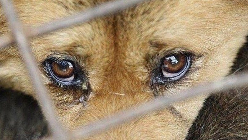 Працівника «Львівелектротрансу» судили за побиття сусідського собаки палицею