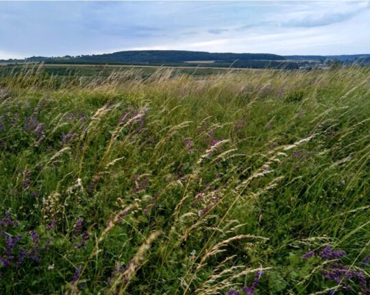 На Золочівщині через суд встановлять межі пам’ятки «Гора Кузяріна»